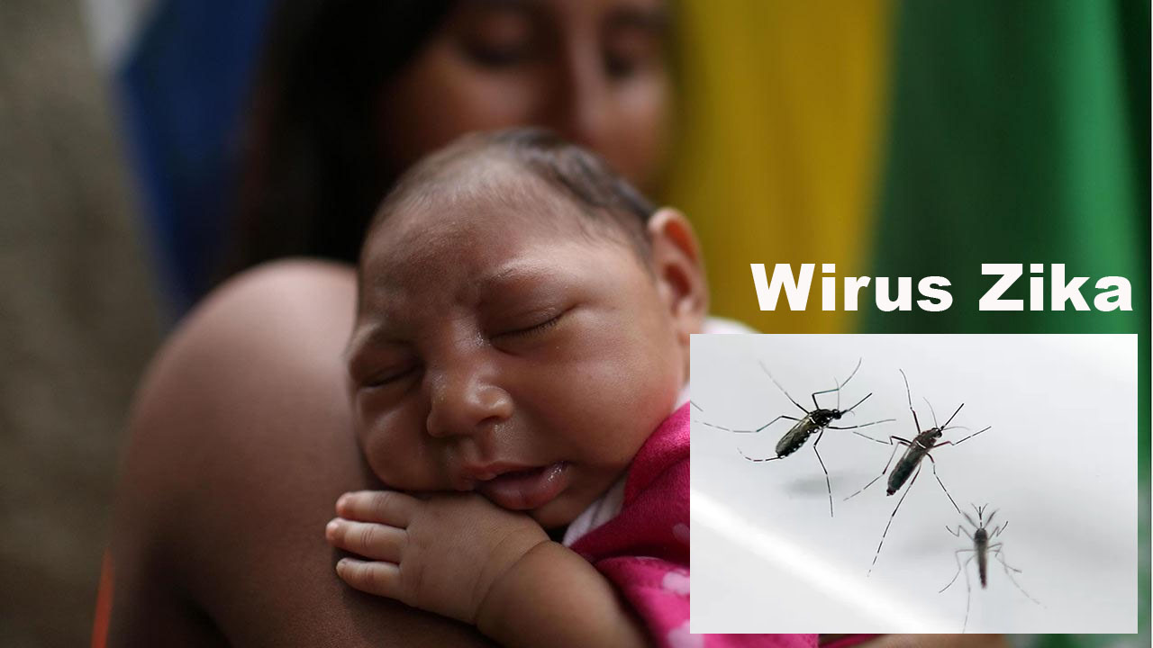 wirus zika